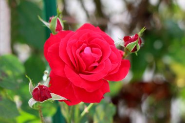 Sıcak güneşli bir gün yerel bahçede dikilmiş açmaya başlayan üç küçük gül tomurcukları ile çevrili yoğun katmanlı yaprakları ile koyu kırmızı gül