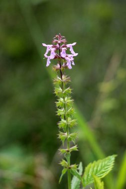 Hedge Woundwort veya Stachys sylvatica veya Whitespot veya hedge ısırgan suyu sıcak güneşli günde yeşil yaprakları arka planda beyaz işaretler ile mor çiçekler yoğun ağırşaklar oluşan Terminal Spike ile uzun ömürlü bitki