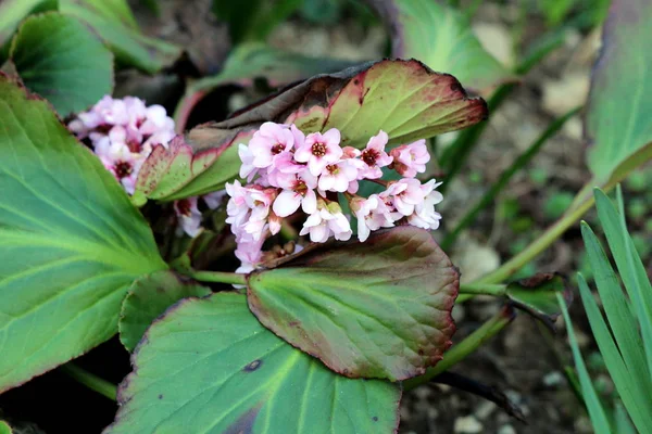 Bergenia Elefante Orecchio Sassifrago Elefanti Orecchie Rizomatoso Sempreverde Pianta Fiore — Foto Stock