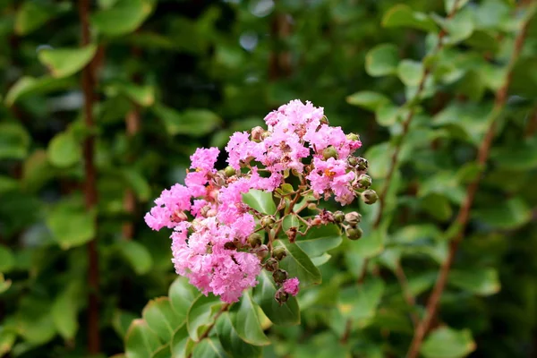 Crepe Myrtle or Lagerstroemia indica or Crape myrtle or Crepeflower deciduous tree plant with dark green leaves containing bronze edges and fully open blooming pink flowers mixed with closed flower buds surrounded with branches and leaves