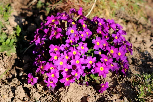 Dark pink Primrose or Primula vulgaris or Common primrose or English primrose small flowers with yellow center and thick dark green leaves surrounded with dry soil and other plants growing in local garden on warm sunny spring day