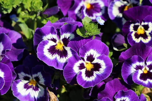 Dark purple with white and yellow center Wild pansy or Viola tricolor or Johnny jump up or Heartsease or Hearts ease or Hearts delight or Tickle my fancy or Jack jump up and kiss me or Come and cuddle me or Three faces in a hood