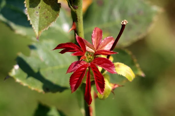 Vermelho Escuro Jovem Pontudo Rosa Folhas Cercadas Com Ramo Quebrado — Fotografia de Stock