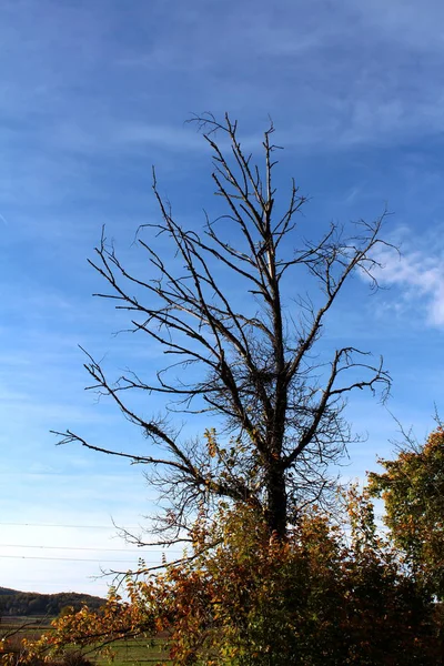 Большое Старое Полностью Высушенное Дерево Опавшими Листьями Частично Сломанными Ветвями — стоковое фото
