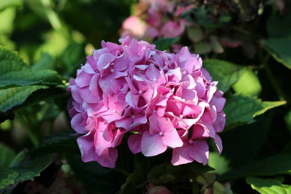 Hortensia Hortensia Tuin Struik Met Meerdere Donker Roze Bloemen Met — Stockfoto
