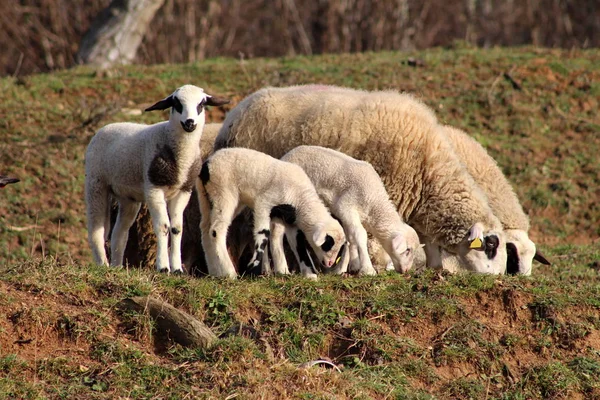 Ovce Malá Jehňata Jedí Nekrájená Zimní Tráva Malém Kopci Zatímco — Stock fotografie
