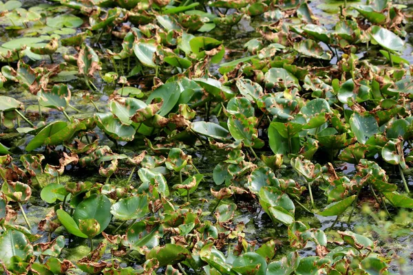 Zambak Veya Nymphaea Rhizomatous Çok Yıllık Bitki Bitkileri Sıcak Yaz — Stok fotoğraf