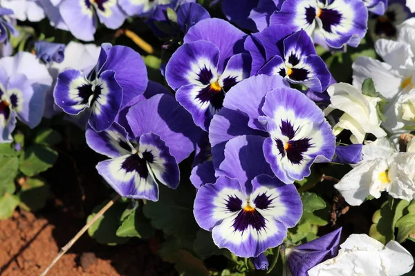 Blue with white and yellow center Wild pansy or Viola tricolor or Johnny jump up or Heartsease or Hearts ease or Hearts delight or Tickle my fancy or Jack jump up and kiss me or Come and cuddle me or Three faces in a hood or Love in idleness