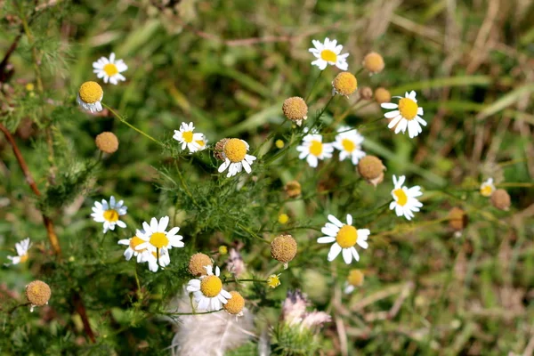 Kamille Kamille Meerdere Daisy Als Planten Met Open Bloei Gedeeltelijk — Stockfoto