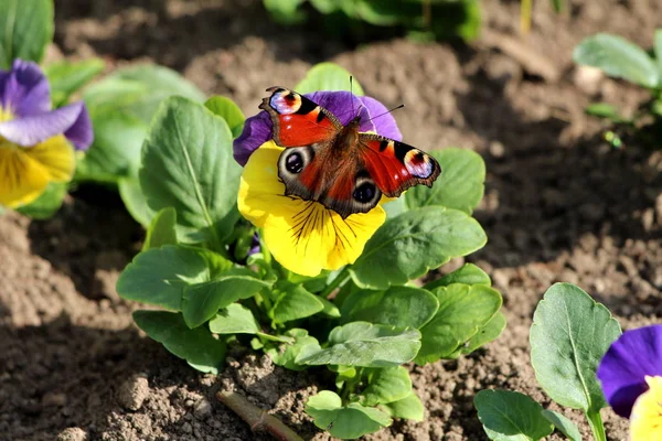 Colorful butterfly with fully open wings on top of bicolor Wild pansy or Viola tricolor or Johnny jump up or Heartsease or Hearts ease or Hearts delight or Tickle my fancy or Jack jump up and kiss me or Come and cuddle me or Three faces in a hood