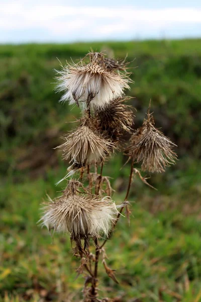寒い冬の日のぼやけた緑の草の背景に乾燥したバールの植物 — ストック写真