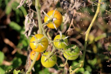 Taze yeşil ve kurutulmuş kahverengi yaprakları ile çevrili yerel bahçede büyüyen şube bağlı Sarı kiraz domates küçük yeşil üst görünümü