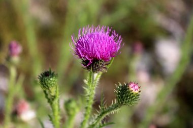 Büyük Dulavratotu veya arctium lappa veya yenilebilir Dulavratotu veya lappa veya Gobo veya dilenciler düğmeleri veya Thorny Burr veya mutlu büyük Bienal bitki yeşil yaprakları ve diğer çiçekli bitkiler üzerinde açmak için başlayan iki çiçek tomurcukları yanında tamamen açık çiçeklenme çiçek geri