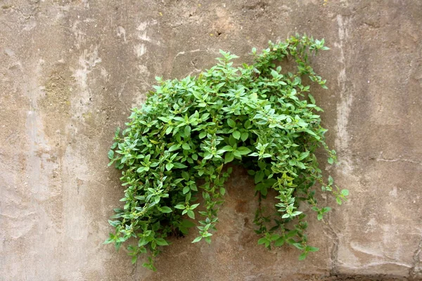 Planta Orugas Verde Claro Que Crece Desde Pequeña Abertura Pared —  Fotos de Stock