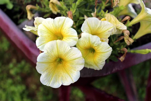 Kurutulmuş yaprakları ve diğer çiçekler arka planda güneşli altın sarı çiçek açan ile Petunia kolay dalga sarı melez çiçekler