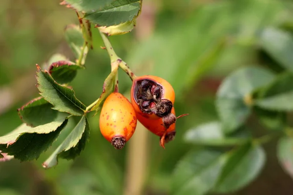 Rose hip or Rosehip or Rose haw or Rose hep ripe partially cracked accessory fruit of rose plant growing in bright orange color on single branch surrounded with dark green leaves on warm summer day
