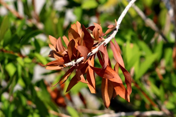 単一の Bottlebrush または Callistemon 植物は まだ暖かい晴れた日に暗い葉の背景に複数の茶色の葉が添付された木の枝を乾燥 — ストック写真