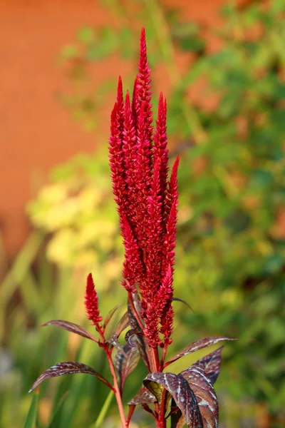Ramo Único Flores Anuales Cosmopolitas Amaranto Amaranthus Dispuestas Brácteas Coloridas — Foto de Stock