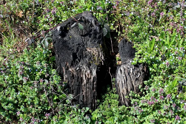 Tocón Árbol Quemado Dejó Completamente Negro Ceniza Rodeado Pequeñas Flores —  Fotos de Stock