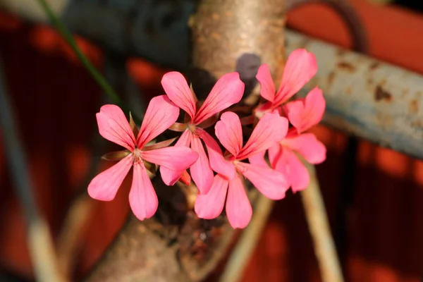 Dark Pink Fully Open Blooming Pelargonium Flowers Reaching Out Sun — Stock Photo, Image