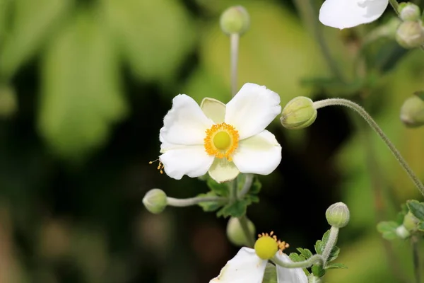 Japoński Anemon Lub Anemone Hupehensis Lub Thimbleweed Lub Windflower Lub — Zdjęcie stockowe