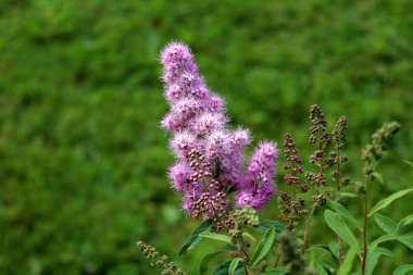 Spirea zaferler veya Spiraea x billardii zaferler veya Spiraea menziesii zafer bahçe hibrid suckering yaprak döken çalı ince toprak koyu yeşil dikdörtgen yaprakları ve konik Panicles küçük morumsu pembe çiçekler taşıyan kaynaklanıyor