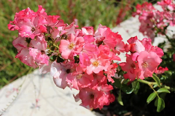 Pink White Small Multiple Flowers Blooming Front Grass Area Warm — Stock Photo, Image