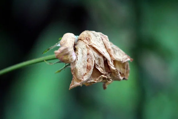Růže Úplně Vyschlýma Křehkými Plátky Tmavě Zelených Listech Pozadí Zahradní — Stock fotografie
