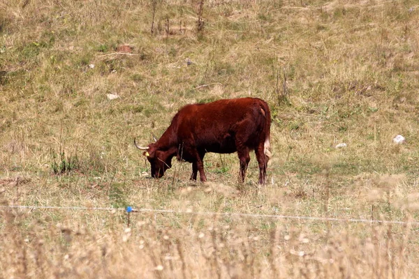 Tek koyu kahverengi sığır ayakta ve sakince tamamen kuru çim ile çevrili ve sıcak yaz gününde elektrik tel ile korunan çim yeme