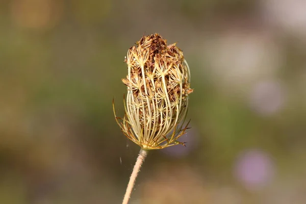 Wilde Möhre Oder Daucus Carota Oder Vogelnest Oder Bischöfliche Spitze — Stockfoto