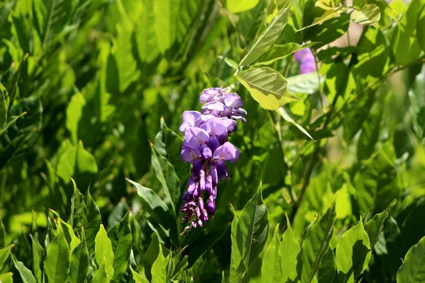 Kwitnące Rośliny Wisteria Częściowo Otwartymi Wahadłowym Racemami Zawierającymi Fioletowe Fioletowe — Zdjęcie stockowe