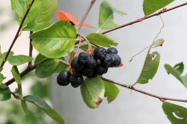 Aronia Chokeberries Planta Com Várias Bagas Escuras Maduras Crescendo Cacho — Fotografia de Stock