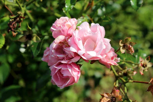 Joukko Täysin Auki Vaaleanpunaisia Ruusuja Tuoreita Terälehtiä Edessä Kuivattiin Takaisin — kuvapankkivalokuva