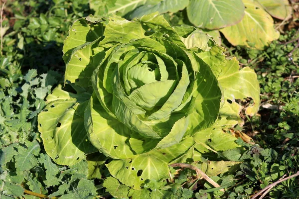 Cabbage growing in home garden with half eaten outside leaves surrounded with small plants on warm winter day