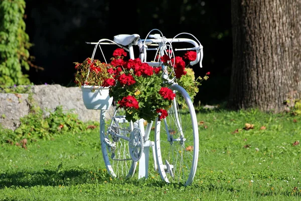 Недавно Отреставрированный Покрашенный Белый Старый Велосипед Теперь Используется Качестве Украшения — стоковое фото