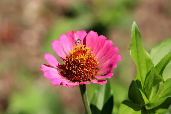 Insekt Stående Toppen Gult Centrum Helt Öppen Blommande Zinnia Blomma — Stockfoto