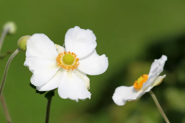 Japanische Anemone Oder Anemone Hupehensis Oder Fingerhut Oder Windblume Oder — Stockfoto