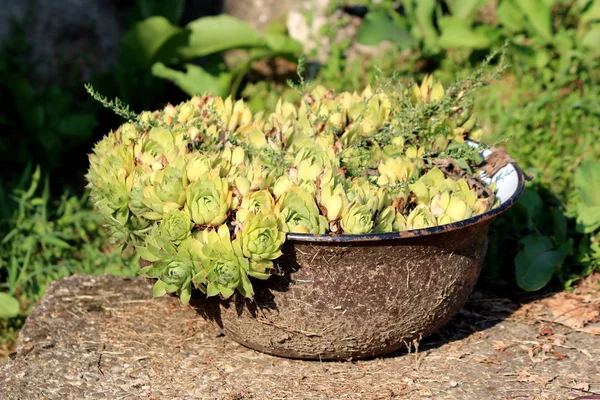 Multiple Houseleek Sempervivum Liveforever Hen Chicks Succulent Perennial Plants Forming — 图库照片