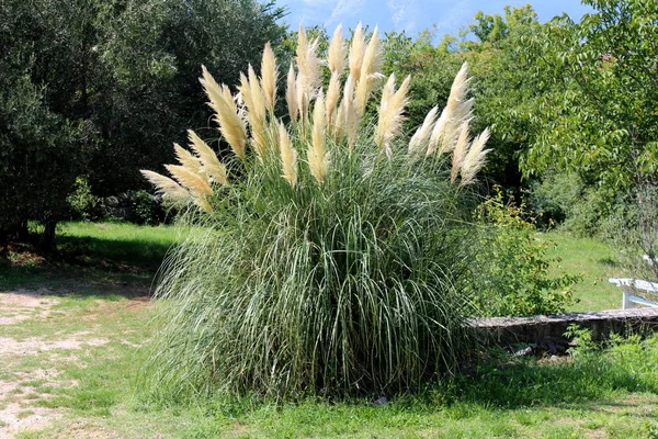 Cortaderia Selloana 多年生の開花植物は 小さな草に囲まれた地元の庭で成長している密な白の穂で花の鋭いエッジと細長い緑の葉と長い草 — ストック写真