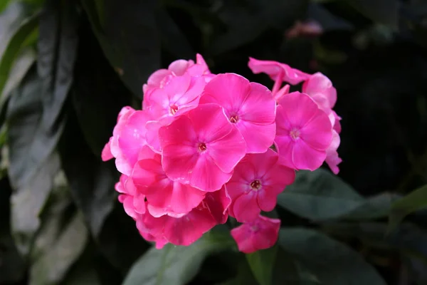따뜻한 정원에서 어두운 두꺼운 배경에 어두운 분홍색 완전히 열려있는 무리와 — 스톡 사진