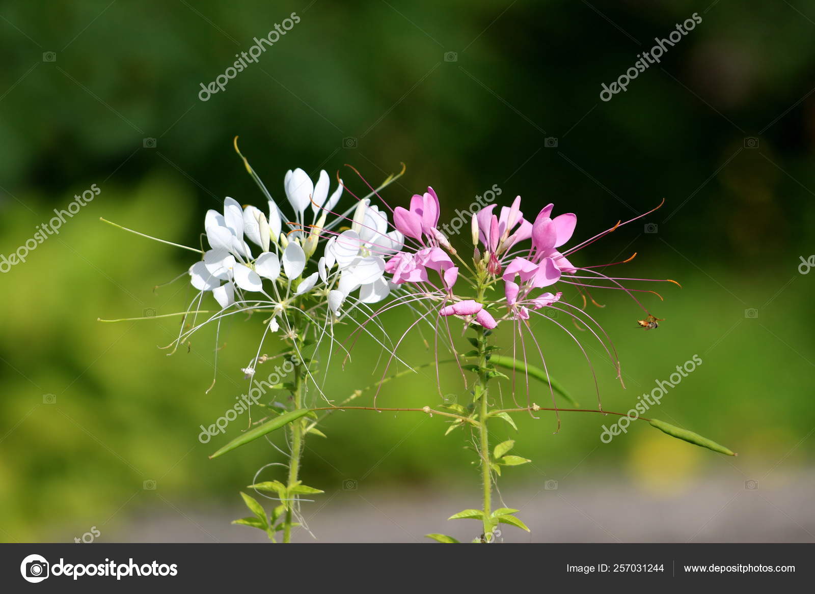 Two Spider Flower Cleome Hassleriana Spider Plant Grandfathers Whiskers Annual Stock Photo C Hecos 257031244