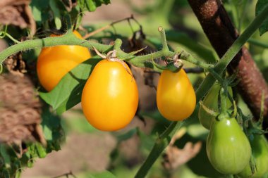 Sıcak güneşli yaz gününde yaprakları ve dalları ile çevrili yerel bahçede büyüyen sarı ve açık yeşil armut şeklinde kiraz domates