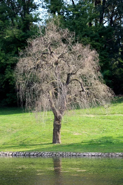 Menangis Willow Atau Salix Babylonica Atau Babylon Pohon Willow Tanpa — Stok Foto