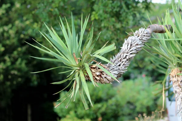 Yucca Jeden Trvalý Strom Částečně Sušenými Listy Rostoucími Místní Zahradě — Stock fotografie