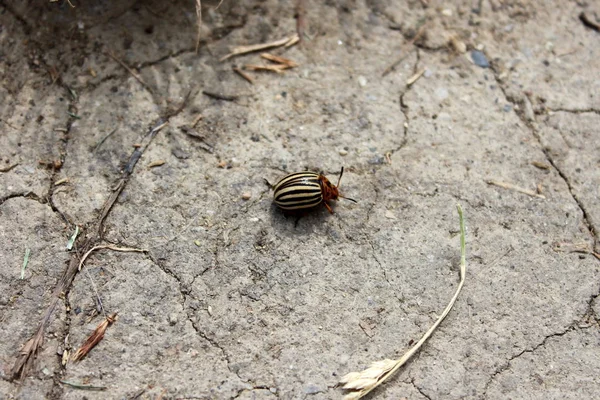 Colorado potato beetle or Leptinotarsa decemlineata or Colorado beetle or Ten-striped spearman or Ten-lined potato beetle or Potato bug walking on dry cracked ground surrounded with dried grass, leaves and small dirt on warm sunny day