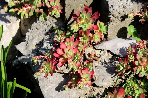 在温暖的春日 在当地花园种植的岩石上种植的岩石洞中生长出储存水分的叶子植物 有多色的安定或石质罗普多年生植物 — 图库照片
