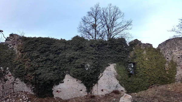 Completely overgrown stone castle wall ruins with two trees growing from it on a sunny day