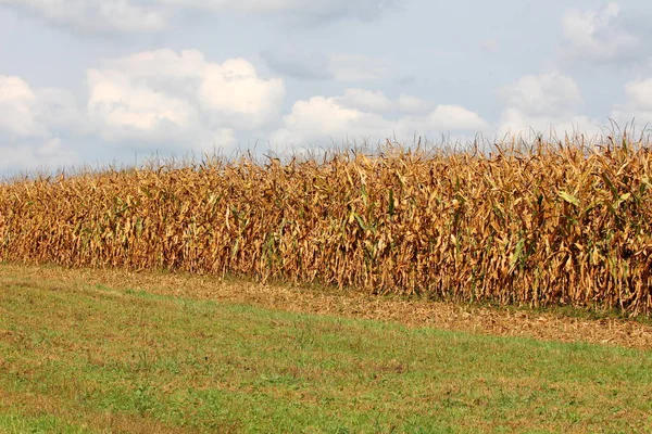 Cornfield with corn ripe for harvest with grass in front and cloudy blue sky in background on warm summer day