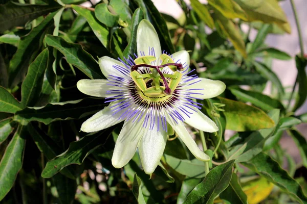 Tam açık çiçeklenme güzel alışılmadık Passion meyve veya Passiflora edulis veya Maracuja veya Parcha veya Grenadille veya meyve de La Passion çiçek sıcak yaz gününde yerel bahçede büyüyen koyu yeşil kalın yaprakları ile çevrili