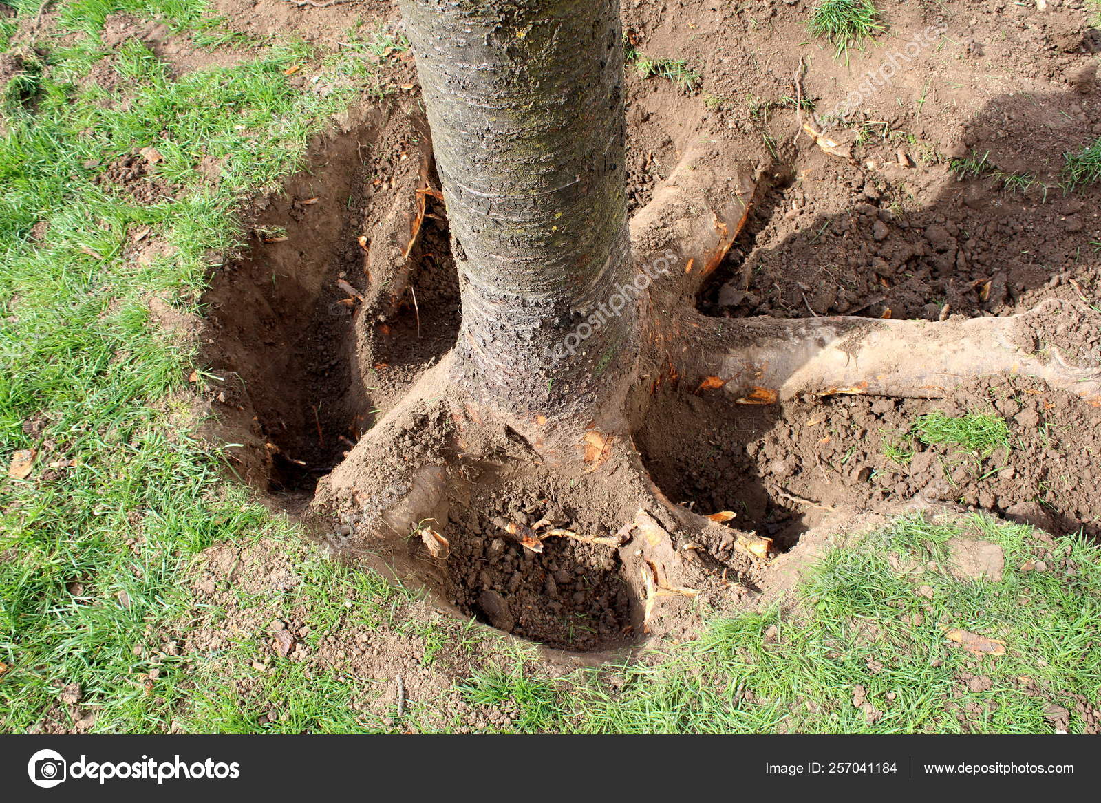 https://st4.depositphotos.com/14878114/25704/i/1600/depositphotos_257041184-stock-photo-large-tree-roots-unearthed-soil.jpg
